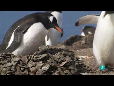 Pingüinos de Piedra: Descubre la fascinante vida de estos increíbles animales