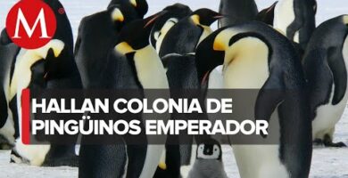 Descubre los secretos del pingüino polar: guía completa