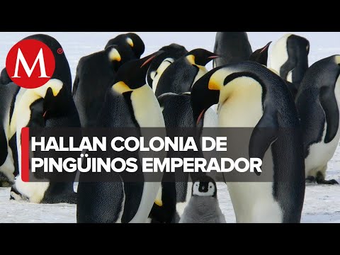 Descubre los secretos del pingüino polar: guía completa