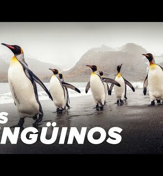 Descubre los encantadores pinguinos cafés: curiosidades y fotos