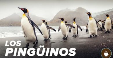 Descubre los encantadores pinguinos cafés: curiosidades y fotos