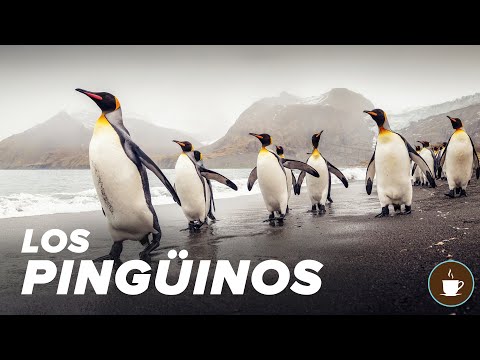 Descubre los encantadores pinguinos cafés: curiosidades y fotos