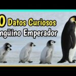 Pingüino gallego: la fascinante historia de esta especie única