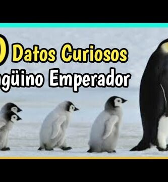 Pingüino gallego: la fascinante historia de esta especie única