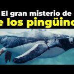 Descubre por qué los pingüinos tienen plumas: una adaptación sorprendente