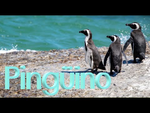 El pingüino: descubre por qué es considerado un ave fascinante