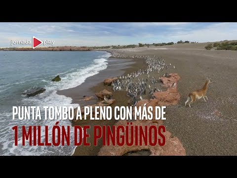 Punta Tombo: Descubre la Reserva Natural de Pingüinos en Argentina