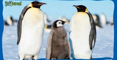 Pingüino que es: Descubre todo sobre esta fascinante especie