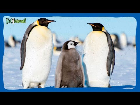 Pingüino que es: Descubre todo sobre esta fascinante especie