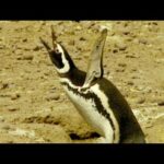 Descubre el encanto del Pinguino Argentino: Maravillas de la fauna patagónica