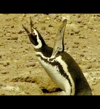 Descubre el encanto del Pinguino Argentino: Maravillas de la fauna patagónica