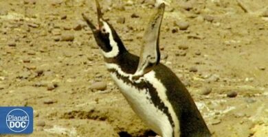 Descubre el encanto del Pinguino Argentino: Maravillas de la fauna patagónica