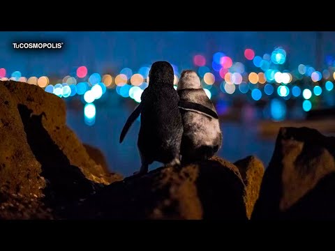 Pinguinos viudos: cómo se consuelan y superan la pérdida