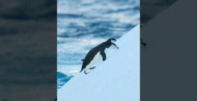 Pingüino marrón: descubre las curiosidades de esta especie