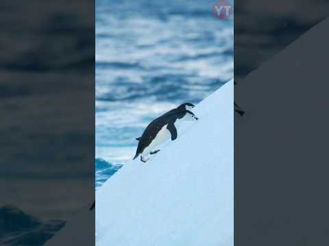 Pingüino marrón: descubre las curiosidades de esta especie