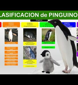 Descubre el precio real de un pingüino: ¡Sorprendente información!