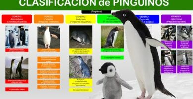 Descubre el precio real de un pingüino: ¡Sorprendente información!