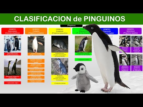 Descubre el precio real de un pingüino: ¡Sorprendente información!