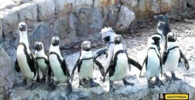 Descubre los encantadores pingüinos en Santander