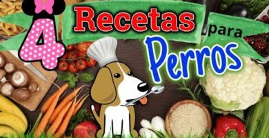 Descubre los mejores platos para pinguinos: ¡deliciosa comida para tu mascota!