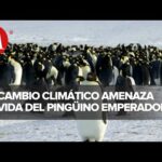 El pingüino en peligro: ¿Está en peligro de extinción?