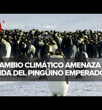 El pingüino en peligro: ¿Está en peligro de extinción?