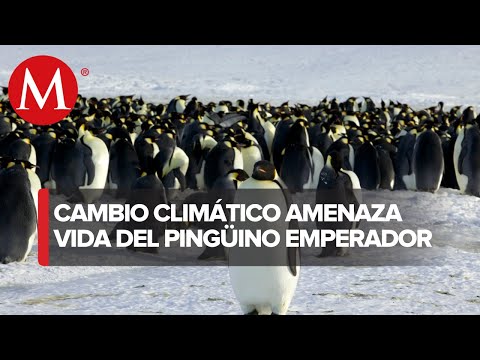 El pingüino en peligro: ¿Está en peligro de extinción?