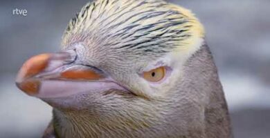 Pinguinos de National Geographic: Fascinantes criaturas en su hábitat natural