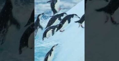 Descubre los sorprendentes saltos de los pingüinos saltarrocas