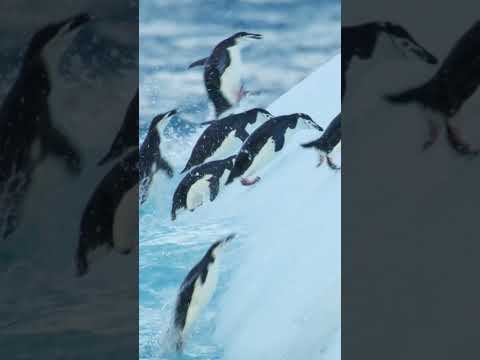 Descubre los sorprendentes saltos de los pingüinos saltarrocas