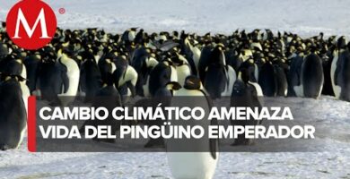 Descubre cómo los pingüinos de calor se adaptan al cambio climático