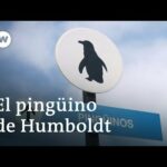 Pingüinos de Humboldt: Descubre la belleza y peculiaridades de esta especie