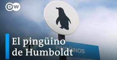 Pingüinos de Humboldt: Descubre la belleza y peculiaridades de esta especie