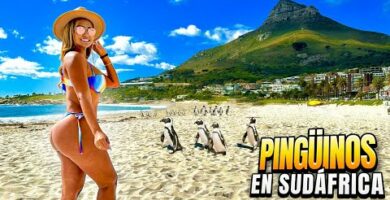 Descubre los increíbles pinguinos de Sudáfrica: una maravilla natural