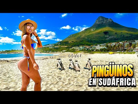 Descubre los increíbles pinguinos de Sudáfrica: una maravilla natural