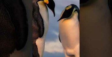 Descubre el encanto del pingüino hada: una especie única de la Antártida