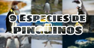 Descubre los diferentes tipos de pingüinos: características y curiosidades