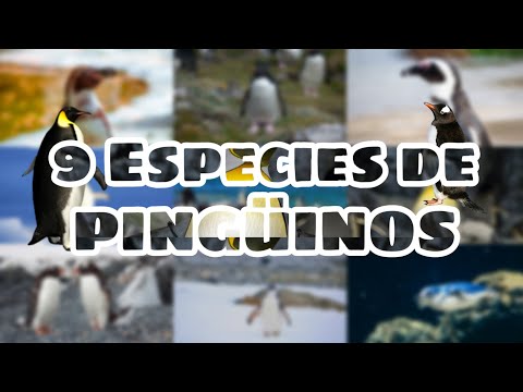 Descubre los diferentes tipos de pingüinos: características y curiosidades