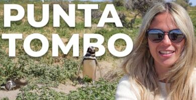 Punta Tombo: El paraíso de los pingüinos en Argentina