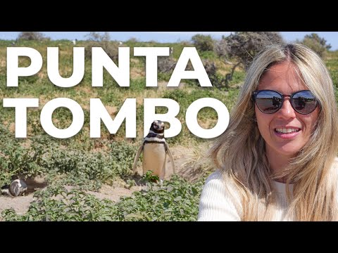 Punta Tombo: El paraíso de los pingüinos en Argentina