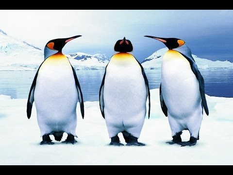 Pingüino durmiendo: todo sobre su hábito de sueño