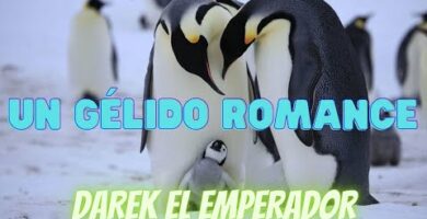 Pingüinos Enamorados: El Romance Helado de la Naturaleza