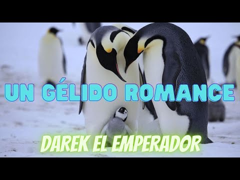 Pingüinos Enamorados: El Romance Helado de la Naturaleza