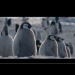 Pingüino gigante: la increíble especie antártica que te sorprenderá