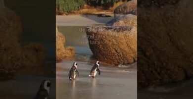 Descubre la diversión de los pingüinos de playa en esta guía completa