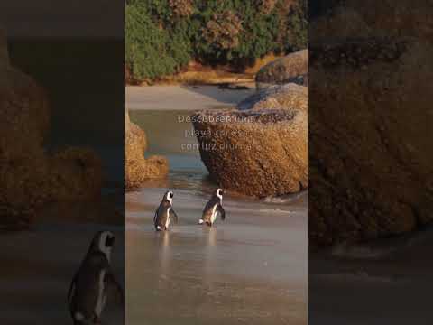 Descubre la diversión de los pingüinos de playa en esta guía completa