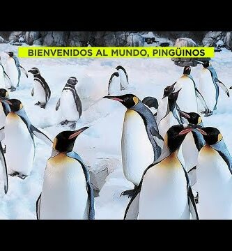 Descubre los increíbles pingüinos de Faunia