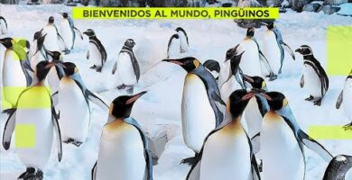 Descubre los increíbles pingüinos de Faunia