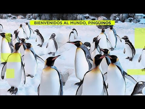 Descubre los increíbles pingüinos de Faunia