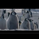Pingüinos marrones: descubre su fascinante mundo ártico